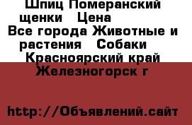 Шпиц Померанский щенки › Цена ­ 25 000 - Все города Животные и растения » Собаки   . Красноярский край,Железногорск г.